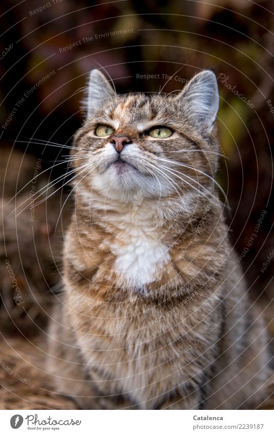 looking away Nature Autumn Bushes Leaf Garden Cat 1 Animal Observe Crouch pretty Smart Brown Yellow Green Orange Moody Interest Expectation cat portrait