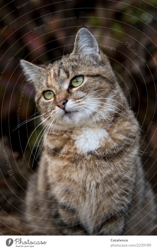 Gatubela, portrait of a tabby cat in autumn Autumn Plant Leaf Virginia Creeper Garden Animal Pet Tieger cat 1 Observe Sit Brown Yellow Orange White Trust