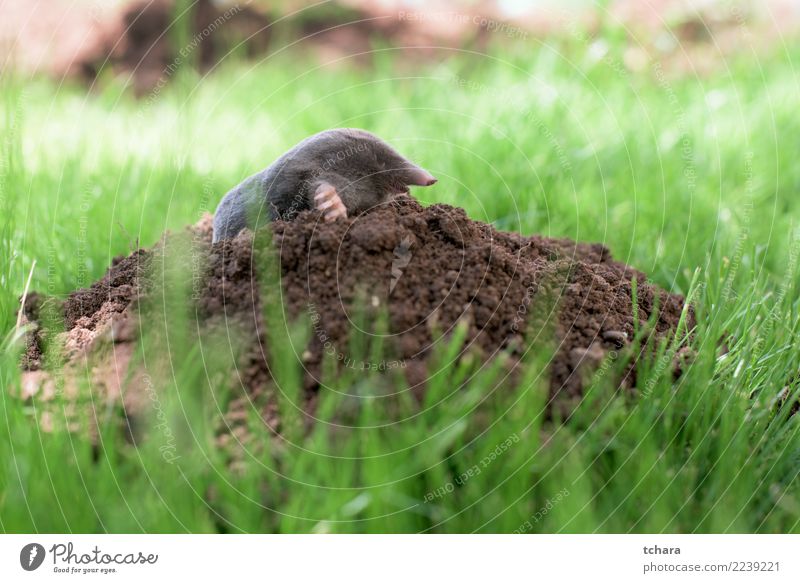 Mole in the garden Face House (Residential Structure) Garden Nature Animal Earth Grass Fur coat Small Natural Cute Wild Soft Brown Green Black Dangerous mole