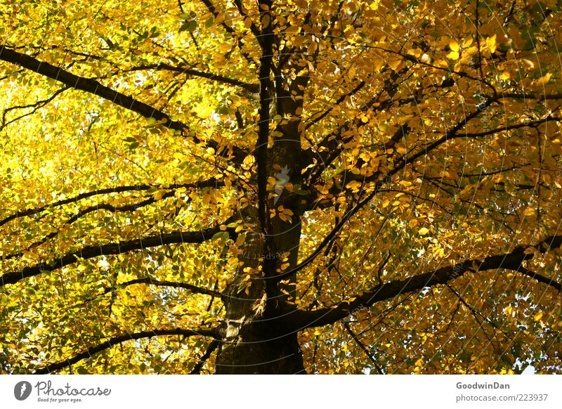 Autumn, we miss you! III Environment Nature Plant Tree Natural Beautiful Colour photo Exterior shot Deserted Day Sunlight Deep depth of field Branch Branchage