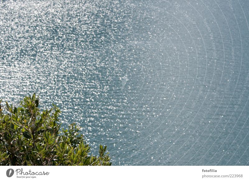 Summer memory [2] Environment Nature Water Climate Beautiful weather Plant Bushes Waves Lake Lake Garda Ease Calm Colour photo Exterior shot Deserted