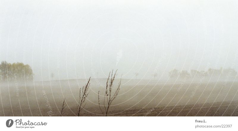 Fog fields 2 Tree Field April Bushes Grass Vacation & Travel Delicate Poetic Wismar Mecklenburg-Western Pomerania Boltenhagen Beach Coast Baltic Sea Nature