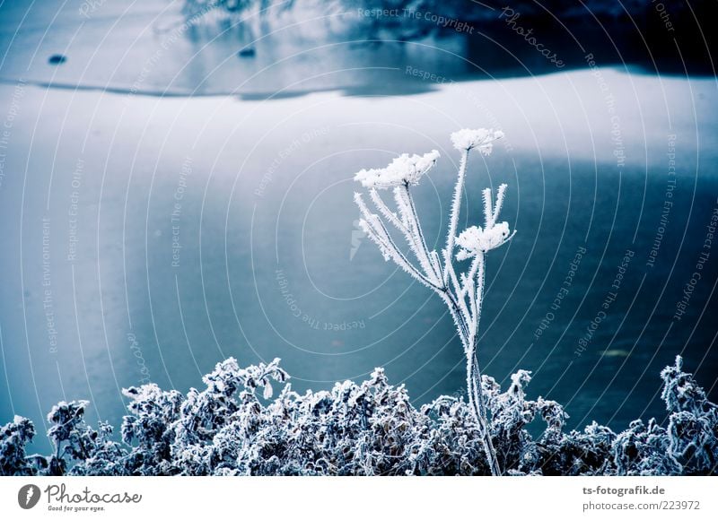 bouquet of frost flowers Environment Nature Landscape Plant Elements Water Winter Climate Ice Frost Snow Bushes Leaf Blossom Lakeside River bank Pond Cold