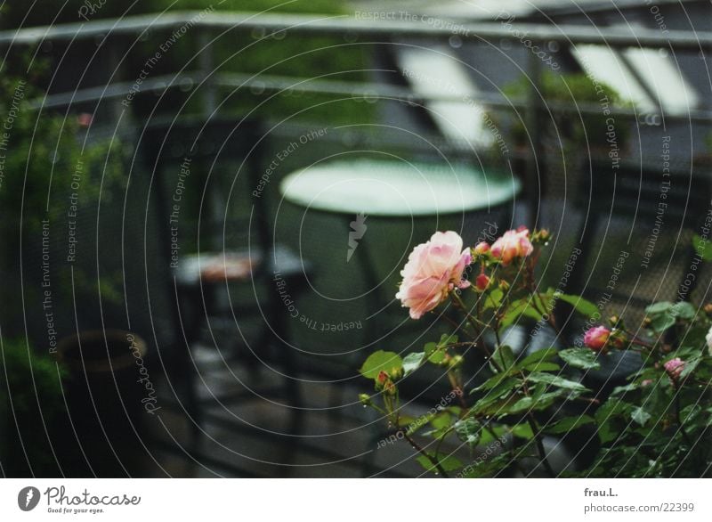 Rose in the rain Balcony Pink Green Flower Table Wet Romance Roof Drops of water Rain Handrail Blossoming Chair terrace