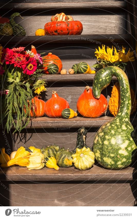 Vegetables on stairs Organic produce Vegetarian diet Fresh Healthy Delicious Natural Beautiful Anticipation Grateful Refrain To enjoy Pure Quality Still Life