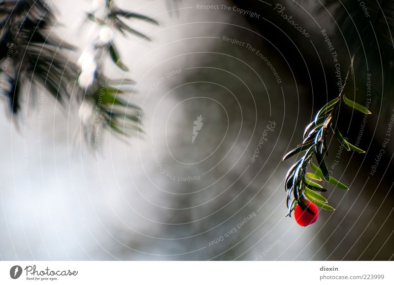 single Environment Nature Plant Tree Bushes Leaf Twig Branch Yew Poisonous plant Hang Green Red Loneliness Exterior shot Detail Copy Space left Day Light Blur