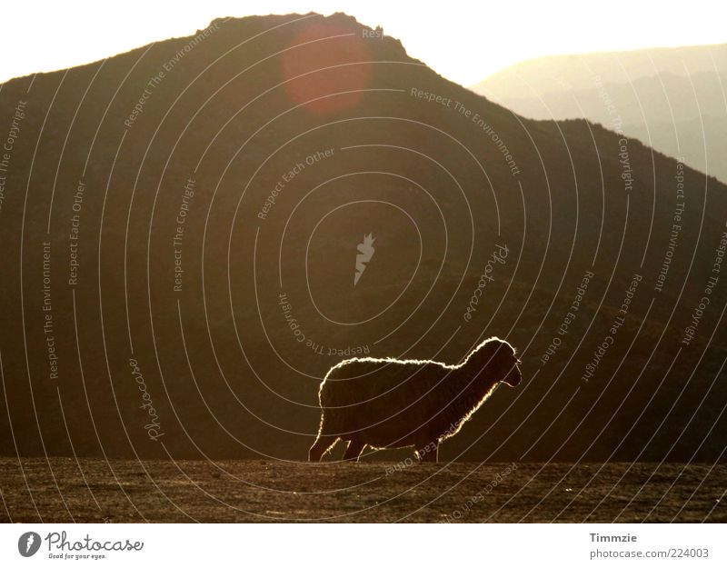 sheep gone astray Landscape Beautiful weather Hill Peak Wild animal 1 Animal Love of animals Loneliness Sheep Copy Space top Reflection Back-light