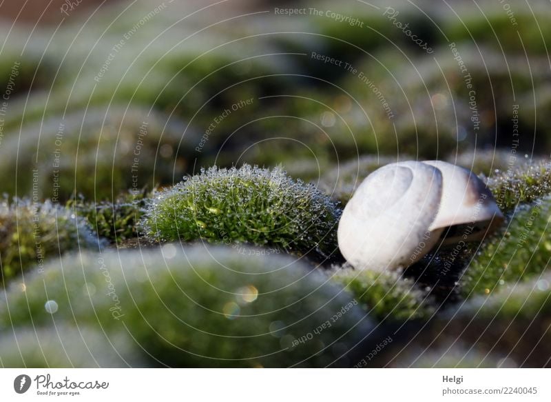 Cottage in the green Environment Plant Animal Autumn Moss Wild plant Forest Snail shell 1 Glittering Lie Growth Cold Small Wet Natural Green White Calm