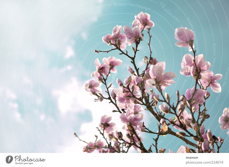 pink magnolia Nature Sky Spring Tree Blossom Spring fever Colour photo Exterior shot Copy Space left Day Sunlight Pink Magnolia blossom Blossom leave