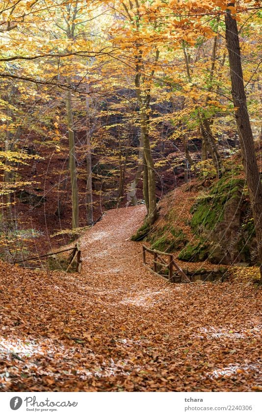 Autumn park Beautiful Environment Nature Landscape Plant Tree Leaf Park Forest Bridge Street Lanes & trails Bright Natural New Yellow Gold Green Red Colour fall