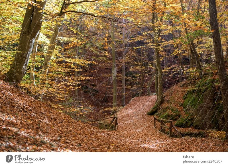 Autumn park Beautiful Environment Nature Landscape Plant Tree Leaf Park Forest Street Lanes & trails Bright Natural New Yellow Gold Green Red Colour fall