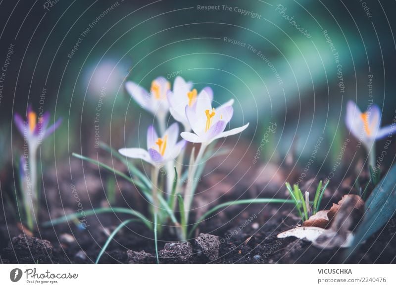 crocuses Design Garden Nature Plant Spring Beautiful weather Park Crocus Garden Bed (Horticulture) Colour photo Exterior shot Close-up Macro (Extreme close-up)