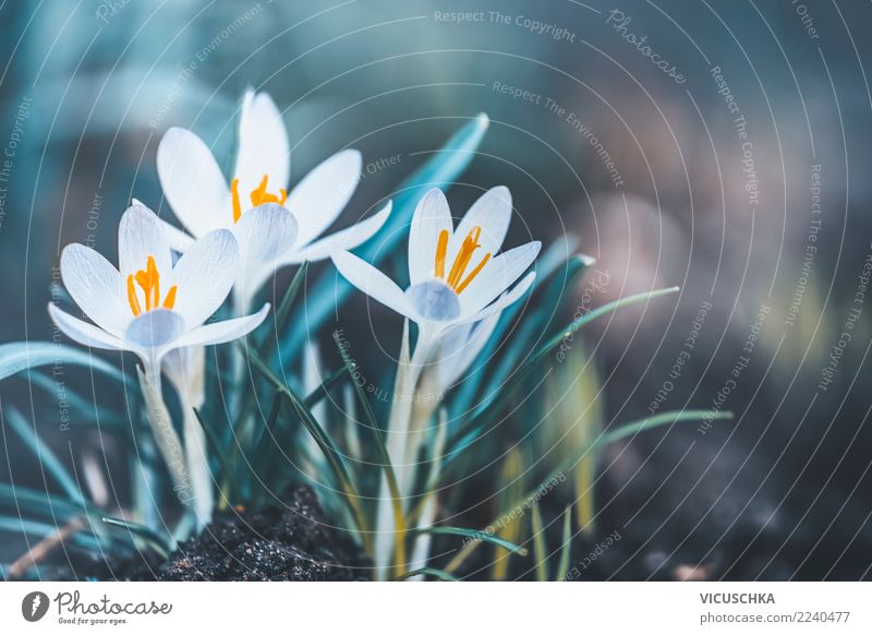 Spring nature with crocuses Lifestyle Design Garden Nature Plant Flower Leaf Blossom Park Background picture Crocus Spring fever Spring flower Spring crocus