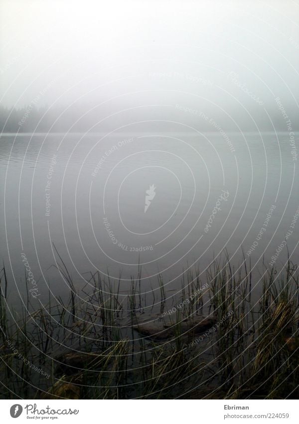 fog lake Calm Nature Water Autumn Weather Fog Grass Coast Lakeside Bay Bog Marsh Pond Creepy Cold Wet Wild Soft Curiosity Hope Dream Sadness Idyll Colour photo