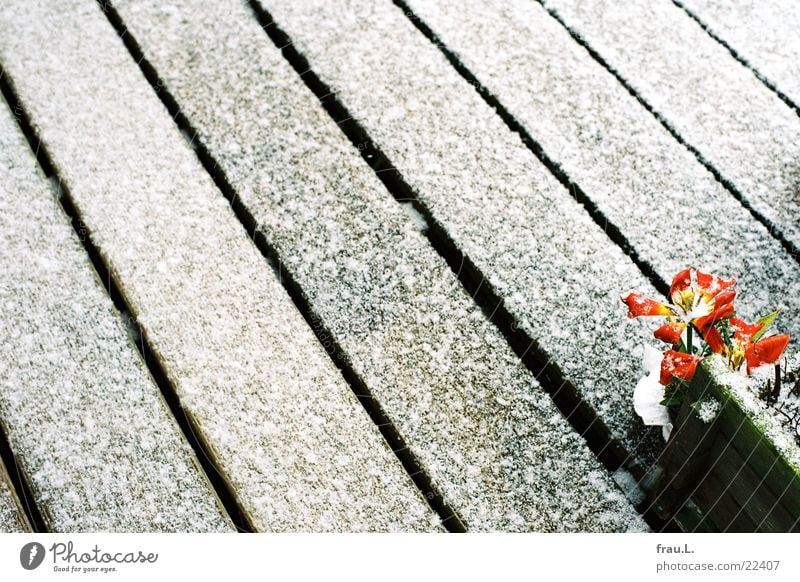 beginning of spring March Flowerpot Window box Balcony Wood Spring Tulip Living or residing bloated Snow Line Limp