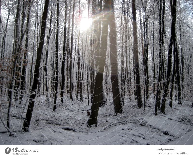 winter Nature Cold Gloomy Silver White Winter Forest Tree Branchage Plant Sun December Winter vacation Weather Landscape Visual spectacle Tree trunk wallpapers