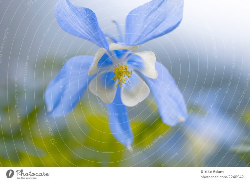 Delicate columbine Garden Mother's Day Nature Plant Spring Summer Flower Blossom Aquilegia Park Blossoming Soft Blue White Spring fever Romance Pistil