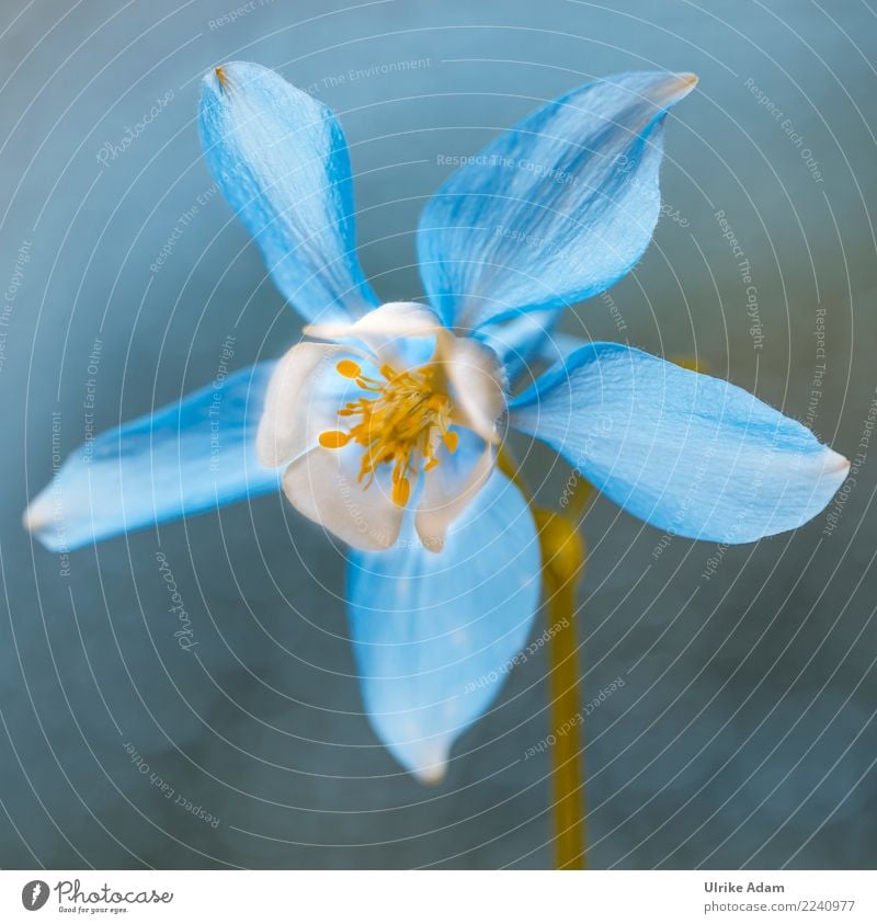 columbine Elegant Harmonious Well-being Contentment Relaxation Calm Meditation Decoration Wallpaper Nature Plant Spring Summer Flower Blossom Aquilegia Pistil