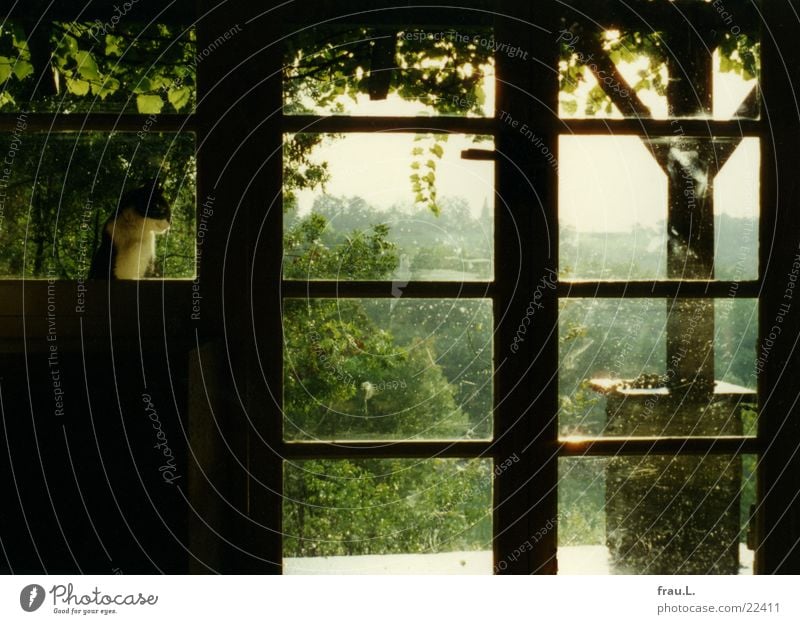 Idyll in France Veranda Window Tree Cat Green Summer Vacation & Travel Romance Safety (feeling of) Calm Southern France Living room Mammal Vine Rain Door Garden