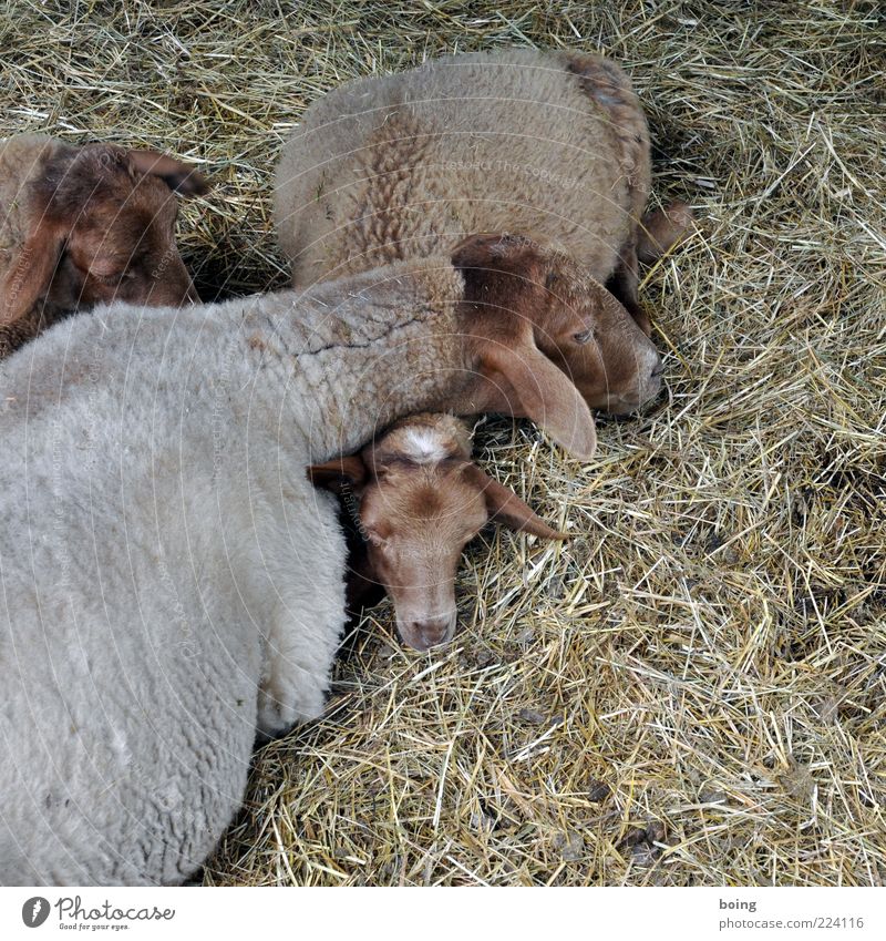 snuggle Barn Farm animal Sheep Animal family Moody Contentment Warm-heartedness Straw Heat Colour photo Near Lamb Baby animal Head Lie Group of animals Deserted