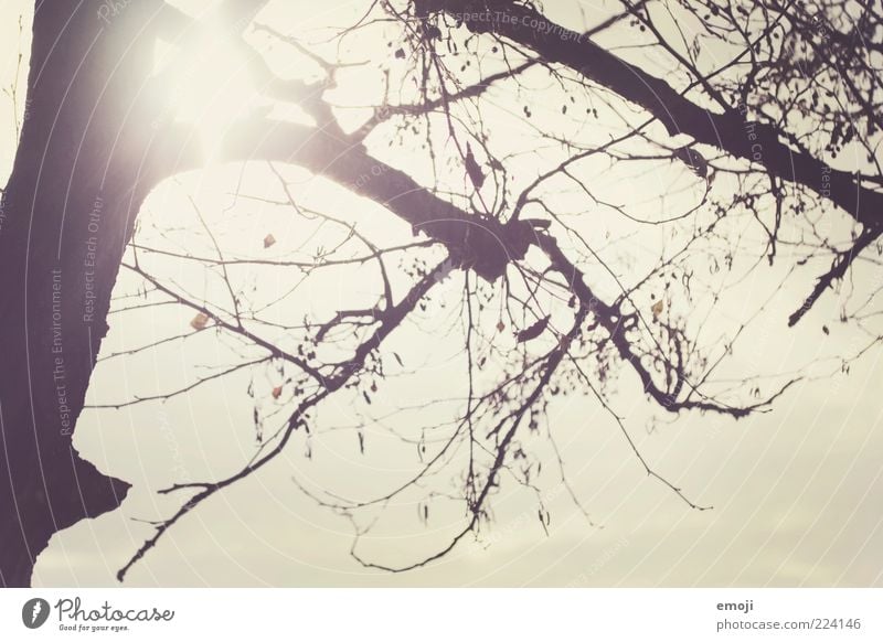 winter sun Sky Sun Sunlight Tree Illuminate Branch Bleak Colour photo Sunbeam Back-light Deserted