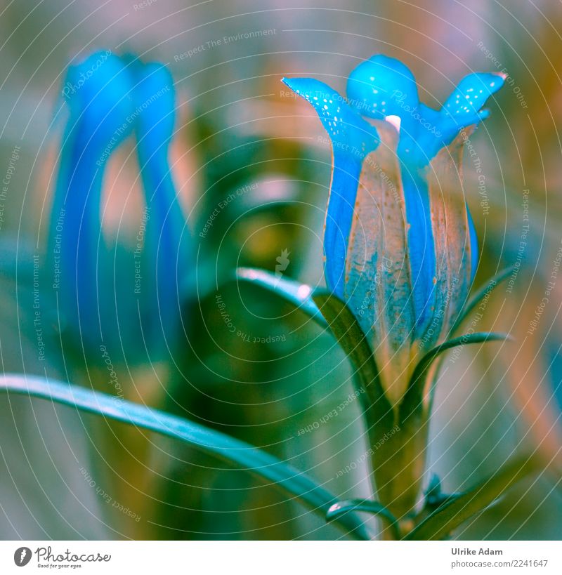 Swallowroot - Gentian (Gentiana asclepiadea) Nature Plant Summer Autumn Flower Blossom Pot plant Gentian plants Calyx Garden Park Blossoming Exceptional Blue