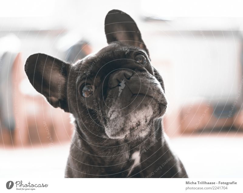 expectant Animal Pet Dog Animal face Pelt French Bulldog Eyes Ear Nose Muzzle 1 Observe Glittering Listening Illuminate Looking Playing Friendliness Near