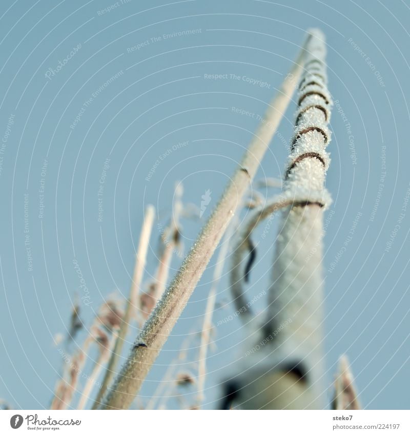 blue Winter Plant Common Reed Freeze To dry up Cold Blue Brown Frost Coil Wrapped around Broken Subdued colour Exterior shot Deserted Shallow depth of field