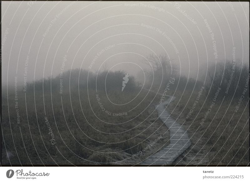 wrong track Environment Nature Bad weather Fog Bushes Dark Fen High Venn Woodway Spooky Mystic Alarming Ambiguous Nature reserve Autumn Gray Eerie Cold Damp