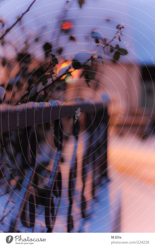 . Winter Snow Nature Weather Metal Relaxation Fantastic White Calm Exterior shot Twilight Light Shadow Shallow depth of field Garden fence Metalware Bushes Blur