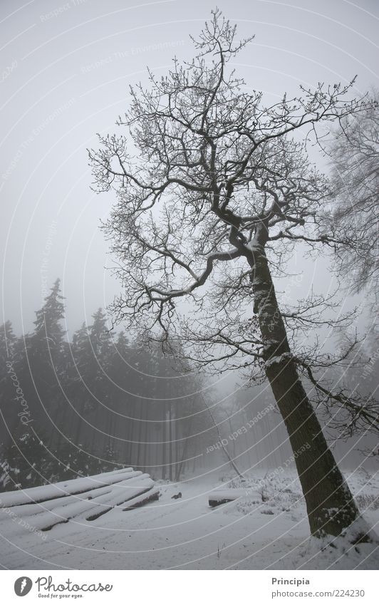 Silence in the winter forest Calm Winter Snow Agriculture Forestry Environment Landscape Fog Tree Lanes & trails Cold Natural Nature Moody Subdued colour