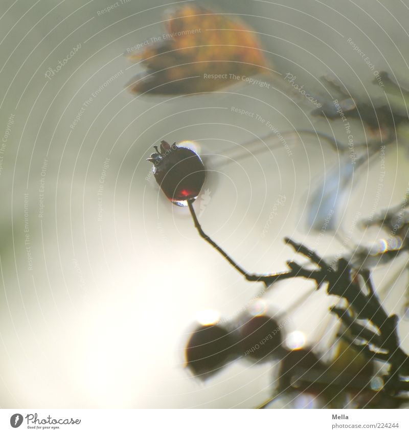 between Environment Nature Plant Leaf Berries Esthetic Natural Transience Blur Bushes Colour photo Exterior shot Close-up Deserted Day Shallow depth of field