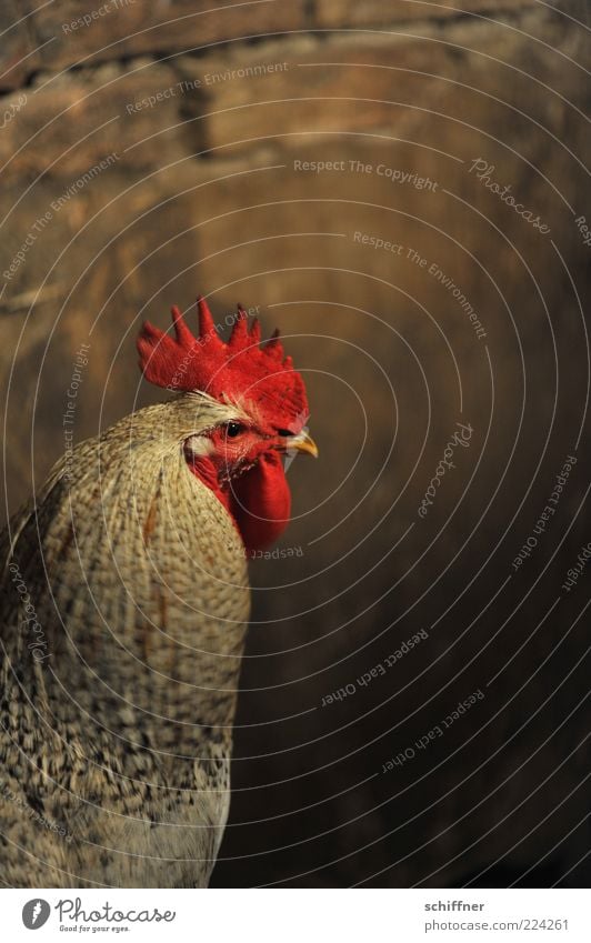 Thank God Christmas is always goose roast Animal Pet Farm animal 1 Looking Rooster Cockscomb Pride Barn Feather Poultry Livestock breeding Wall (barrier) Neck