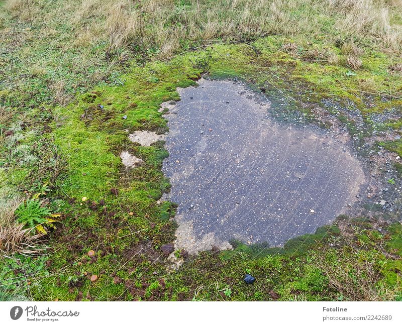 For you from the bottom of your hearts Environment Nature Plant Earth Winter Grass Moss Firm Wet Natural Gray Green Stone Sincere Heart-shaped Colour photo