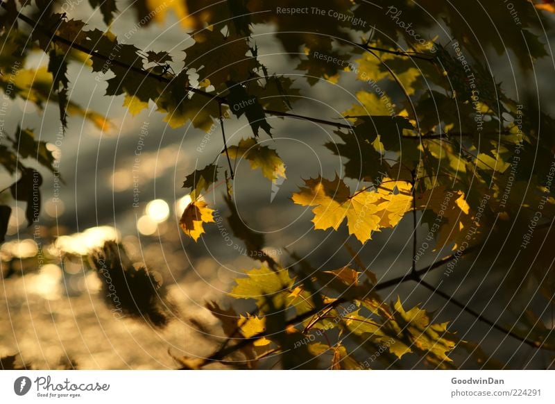 leaf murmur Environment Nature Plant Water Sunlight Autumn Tree Leaf Beautiful Emotions Moody Colour photo Exterior shot Deserted Day Shallow depth of field