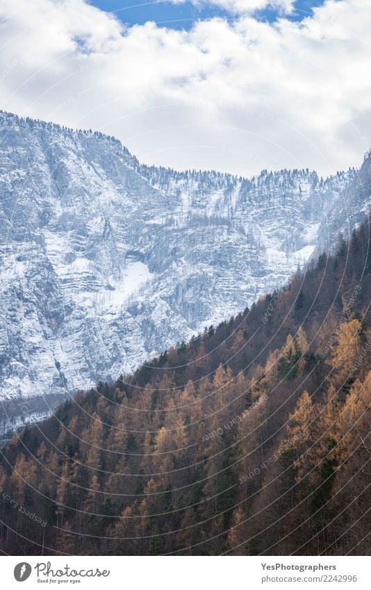 Autumn forest and snowy mountains Snow Environment Landscape Exceptional alpine scenery alternation Austria austrian alps austrian mountains autumnal forest