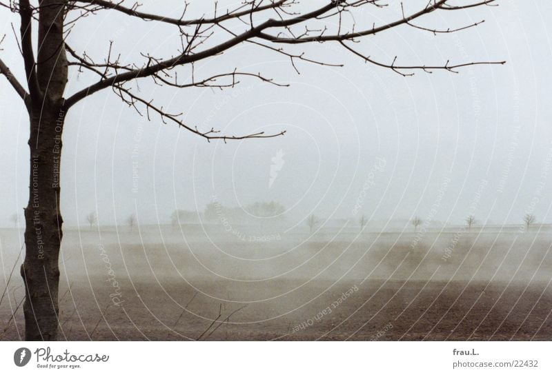 Fog fields 3 Fog bank Tree Field Bushes Loneliness Coast Wismar Mecklenburg-Western Pomerania Vacation & Travel Romance Beach Earth Baltic Sea Nature Landscape