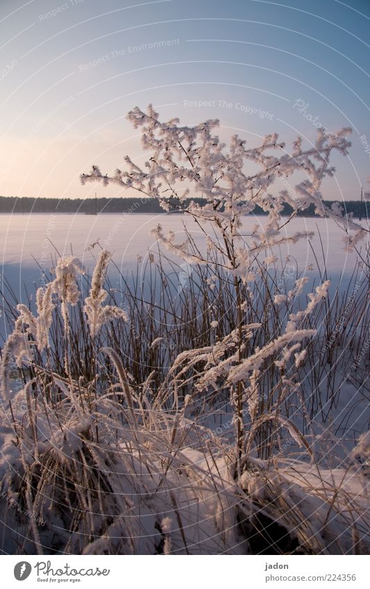 hibernation Winter Snow Nature Landscape Plant Cloudless sky Beautiful weather Grass Bushes Meadow Field Freeze Glittering Cold Blue Silver White Calm