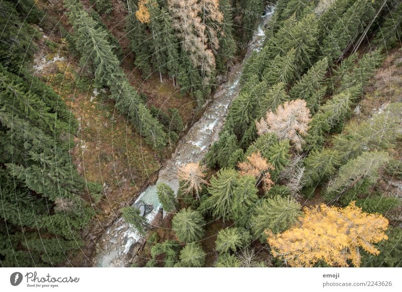 fluency Environment Nature Landscape Water Autumn Plant Tree Forest River Green Relaxation Colour photo Exterior shot Deserted Day Bird's-eye view Wide angle