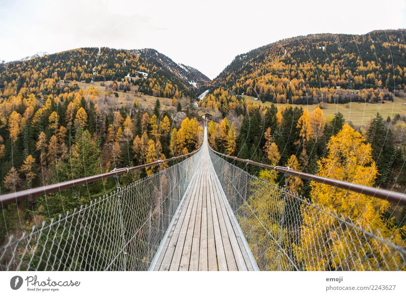 suspension bridge Environment Nature Autumn Forest Suspension bridge Tourist Attraction Exceptional Natural Tourism Switzerland Canton Wallis Colour photo