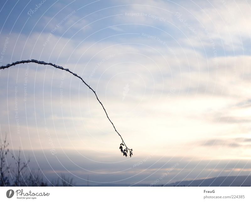 turned off Nature Landscape Sky Clouds Winter Ice Frost Arch Hang Moody Colour photo Exterior shot Rose hip Clouds in the sky Far-off places Deserted Horizon