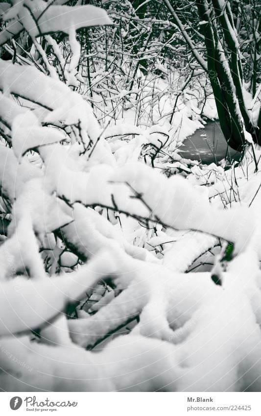 winter III Nature Water Winter Weather Ice Frost Snow Tree Wild plant Forest Brook Freeze Looking Wait Cold Black White Environment Far-off places Calm Rest