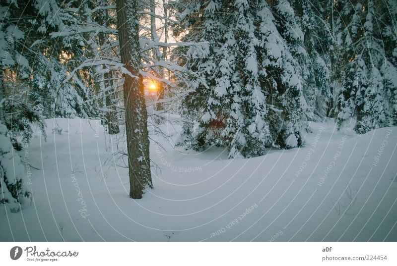 ***cool*** Sun Winter Snow Environment Nature Landscape Sunrise Sunset Sunlight Weather Beautiful weather Forest Deserted Colour photo Exterior shot