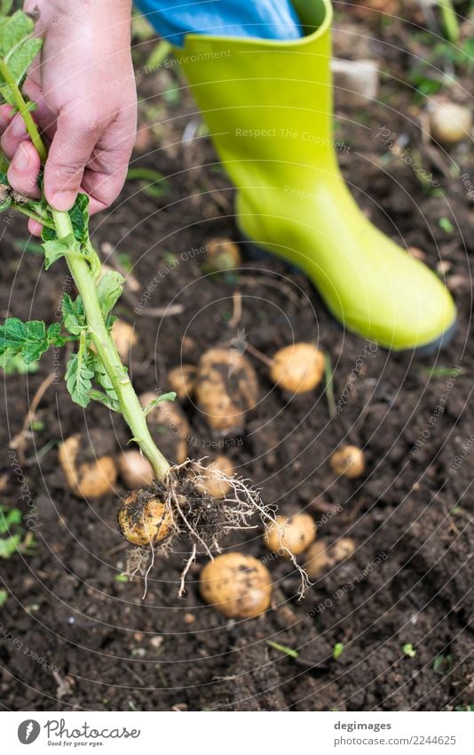 Digging of ripe potatoes Vegetable Garden Gardening Hand Plant Earth Fresh Natural Potatoes Harvest field Crops Organic dig food Farm Farmer Ground Agriculture