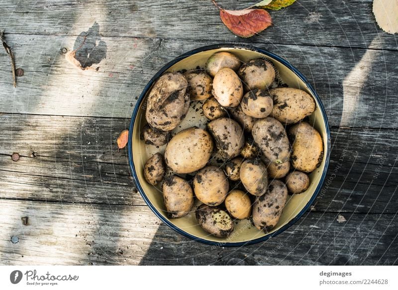 Potatoes with dirt Vegetable Garden Gardening Nature Plant Earth Fresh Natural dirth food Home Organic Farm Raw healthy agriculture Crops Harvest cultivated