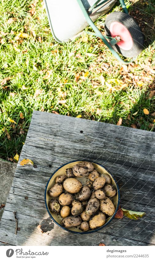 Potatoes with dirt Vegetable Garden Gardening Nature Plant Earth Fresh Natural dirth food Home Organic Farm Raw healthy agriculture Crops Harvest cultivated