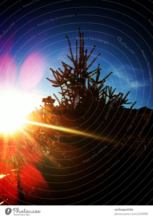 Sun Nature Sky Tree Alps Mountain Natural Evening Colour Beautiful Fir tree Pine Flare reflection Field Sunrise Colour photo Exterior shot Deserted