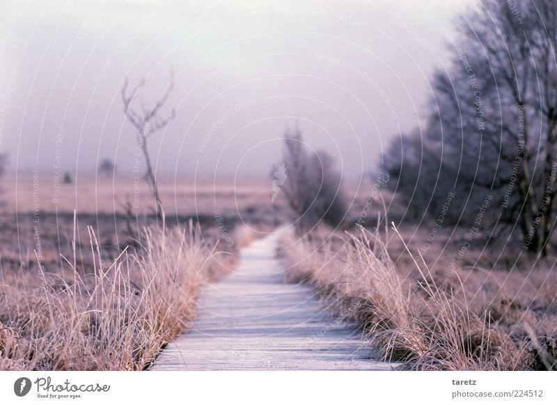 Going fresh ways Environment Nature Landscape Winter Beautiful weather Fog High venn Fen Lanes & trails Calm Far-off places Future Expectation Ambiguous