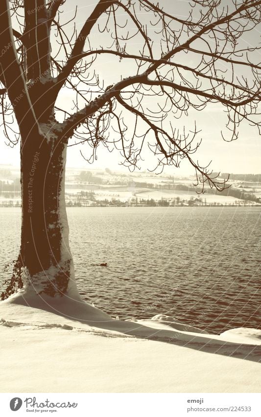 lakeshores Environment Nature Landscape Plant Animal Winter Climate Snow Lakeside Brown White Tree Tree trunk Branch Exterior shot Day Light Shadow Deserted