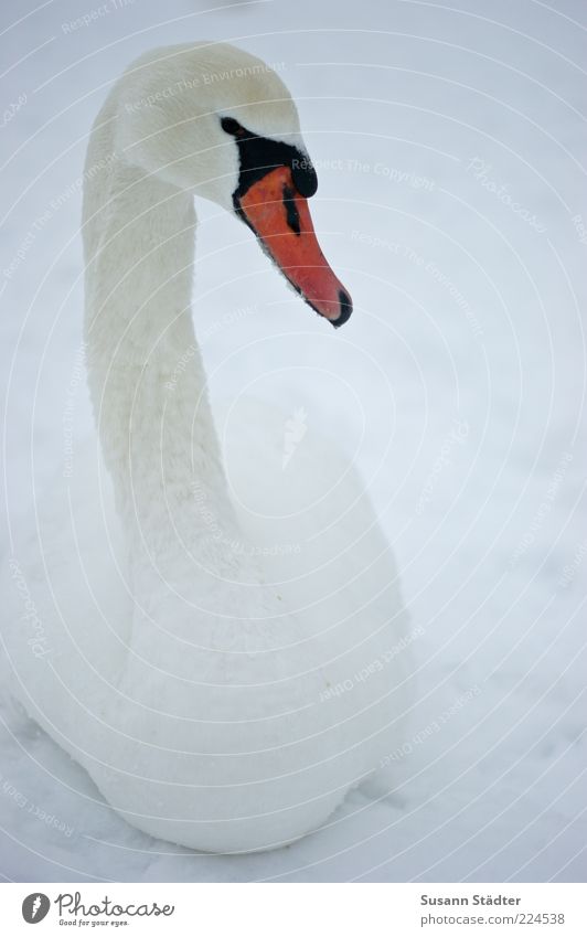 Beauty & Beauty Animal Wild animal Bird Swan 1 Observe Beautiful Elegant Graceful Snow Winter Loneliness Colour photo Evening Twilight Shadow Contrast